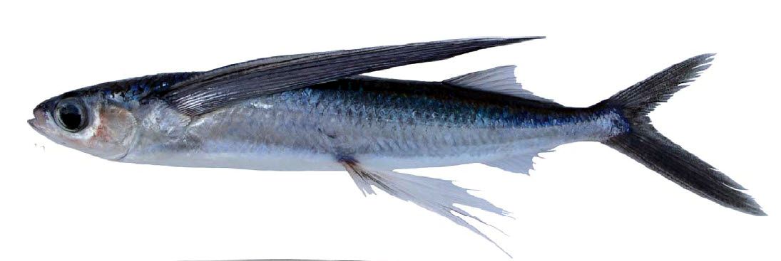 Cheilopogon heterurus_00229